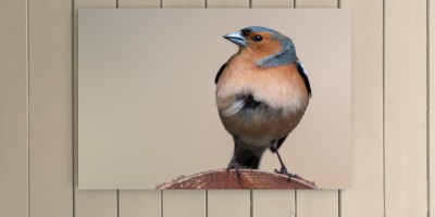 Chaffinch