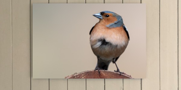 Chaffinch