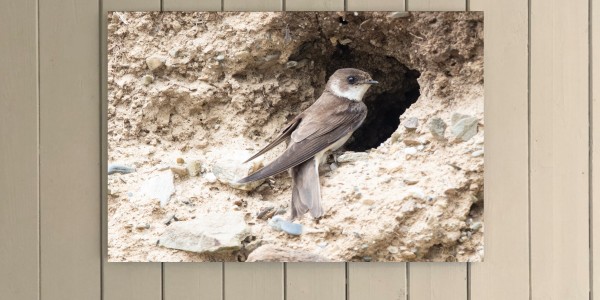 Sand Martin