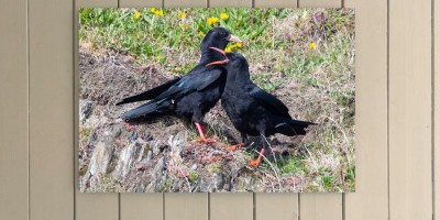 Chough Pair