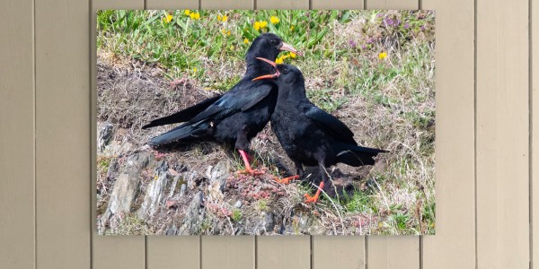 Chough Pair