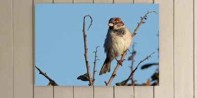 House Sparrow