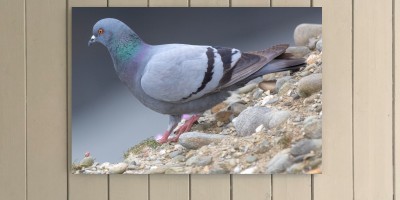 Rock Dove