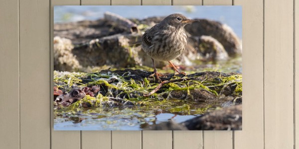 Rock Pipit