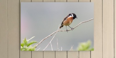 Stonechat