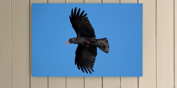 Chough Acrobat