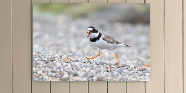 Complaining Ringed Plover